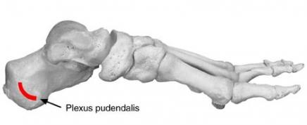 pl.pudendalis (1)